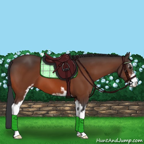 Horse Color:Bay Sabino 