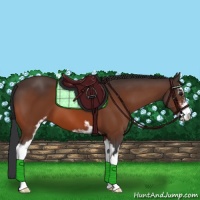 Horse Color:Bay Sabino