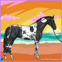 Horse Color:Black Tobiano 
