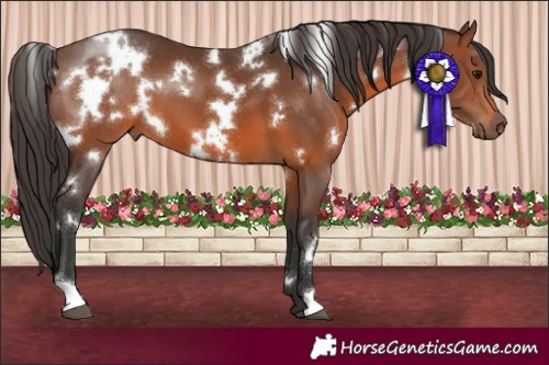 Horse Color:White Spotted Brown 