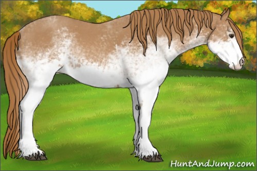 Horse Color:White Spotted Red Roan