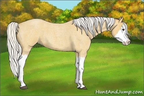 Horse Color:Silver Buckskin Roan Splash 