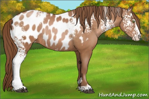 Horse Color:White Spotted Brown Pearl Sabino Blanket Rabicano