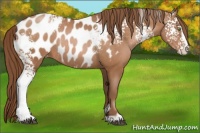 Horse Color:White Spotted Brown Pearl Sabino Appaloosa Rabicano