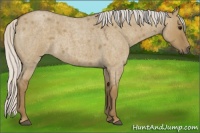 Horse Color:Silver Smoky Grullo Roan 