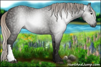 Horse Color:Gray Silver Black Rabicano 