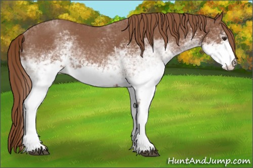 Horse Color:White Spotted Red Roan 