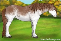 Horse Color:White Spotted Red Roan 
