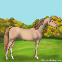 Horse Color:Gold Champagne Tobiano