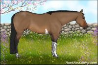 Horse Color:Gray Bay Dun Tobiano 