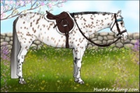 Horse Color:Bay Appaloosa Rabicano 