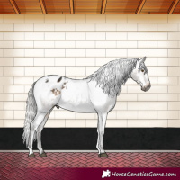 Horse Color:Gray Silver Brown Dun Mushroom Appaloosa Rabicano Brindle 
