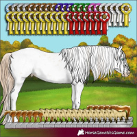 Horse Color:Smoky Black Pearl Sabino 