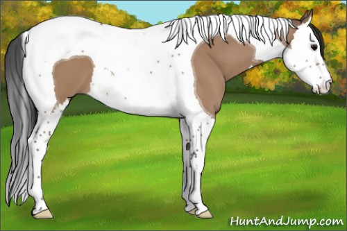 Horse Color:Bay Dun Splash Tobiano 