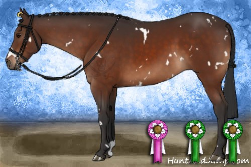 Horse Color:White Spotted Bay 