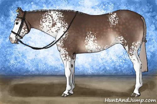 Horse Color:White Spotted Silver Brown 