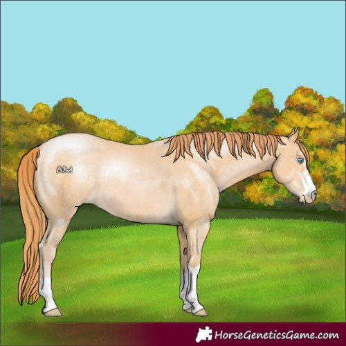 Horse Color:Buckskin Pearl Rabicano 