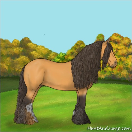 Horse Color:Buckskin