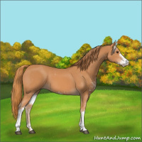 Horse Color:Chestnut Sabino