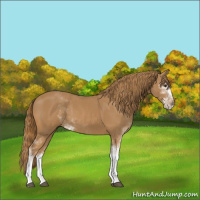 Horse Color:Chestnut Sabino