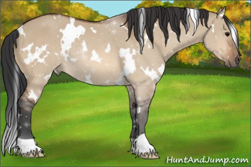 Horse Color:White Spotted Bay Dun 