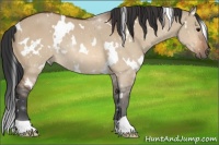 Horse Color:White Spotted Bay Dun