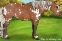 Horse Color:White Spotted Silver Bay