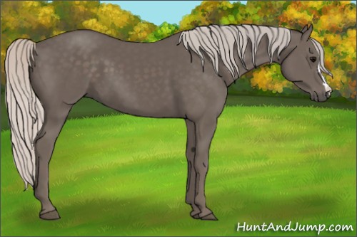 Horse Color:Silver Black 