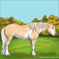Horse Color:Palomino Sabino