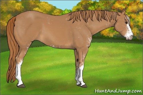 Horse Color:Chestnut Sabino 