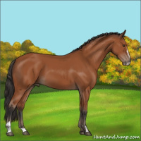 Horse Color:Brown Sabino