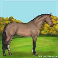 Horse Color:Bay Dun 