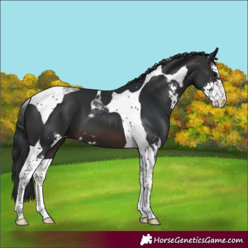 Horse Color:Brown Sabino Tobiano