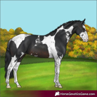 Horse Color:Brown Sabino Tobiano 