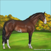 Horse Color:Brown Sabino 
