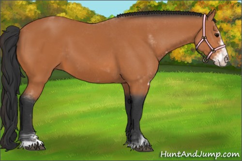 Horse Color:Bay Sabino