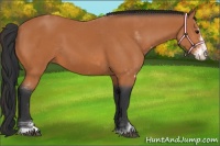 Horse Color:Bay Sabino 