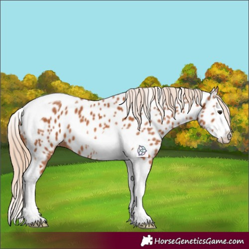 Horse Color:Chestnut Splash Tobiano Appaloosa 