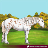 Horse Color:Chestnut Splash Tobiano Appaloosa 