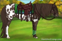 Horse Color:Liver Chestnut Near Leopard 