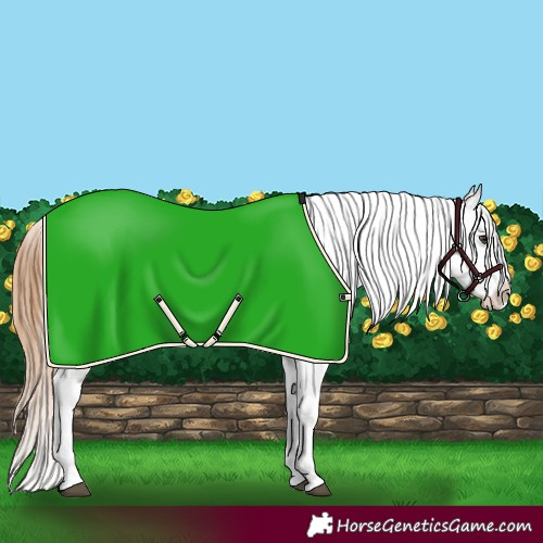 Horse Color:Red Roan Appaloosa 