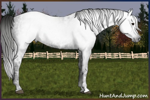 Horse Color:Gray Black Ice