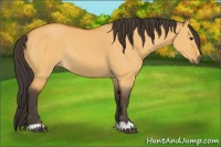 Horse Color:Buckskin Dun Rabicano 