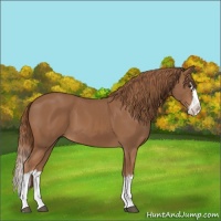 Horse Color:Chestnut Sabino Splash 