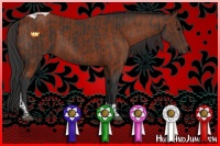 Horse Color:Brown Tobiano  and Brown Tobiano 