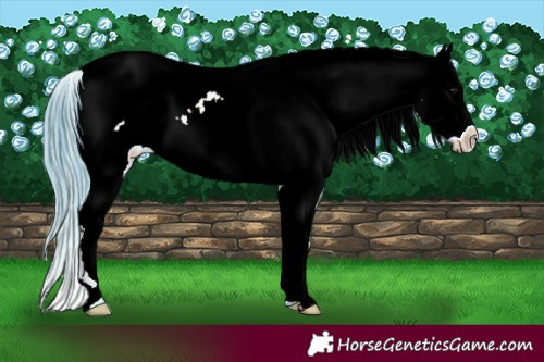 Horse Color:Watercolor Bay Appaloosa 