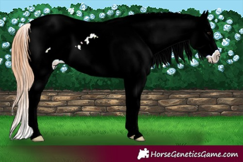 Horse Color:Bay Dun Splash Tobiano Varnish