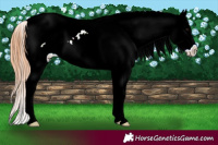 Horse Color:Bay Dun Splash Tobiano Varnish 