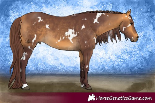 Horse Color:White Spotted Chocolate Buckskin 
