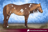 Horse Color:White Spotted Chocolate Buckskin 